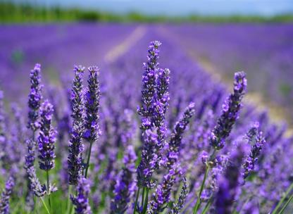 Finchingfield Lavender Farm