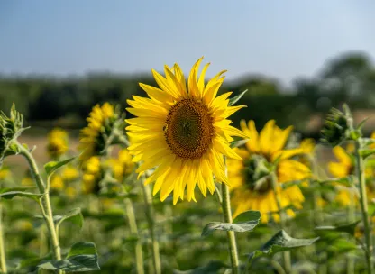 Lucas Lane - Hitchin Lavender 