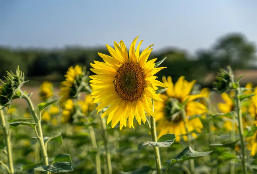 Lucas Lane - Hitchin Lavender 