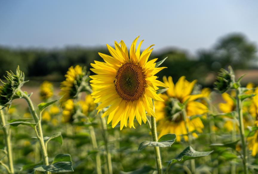 Lucas Lane - Hitchin Lavender 