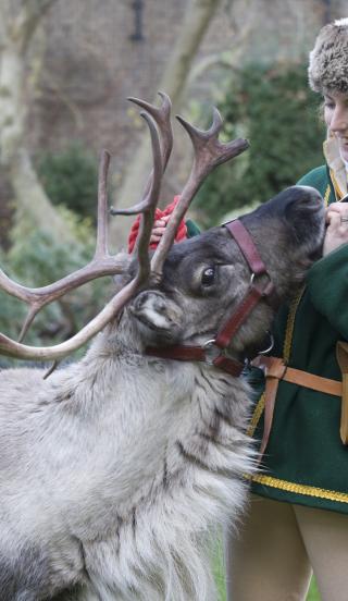 Reindeer