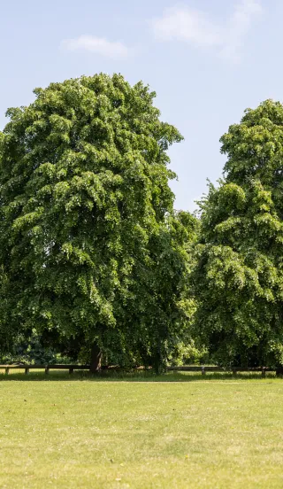 Stevenage Green Space
