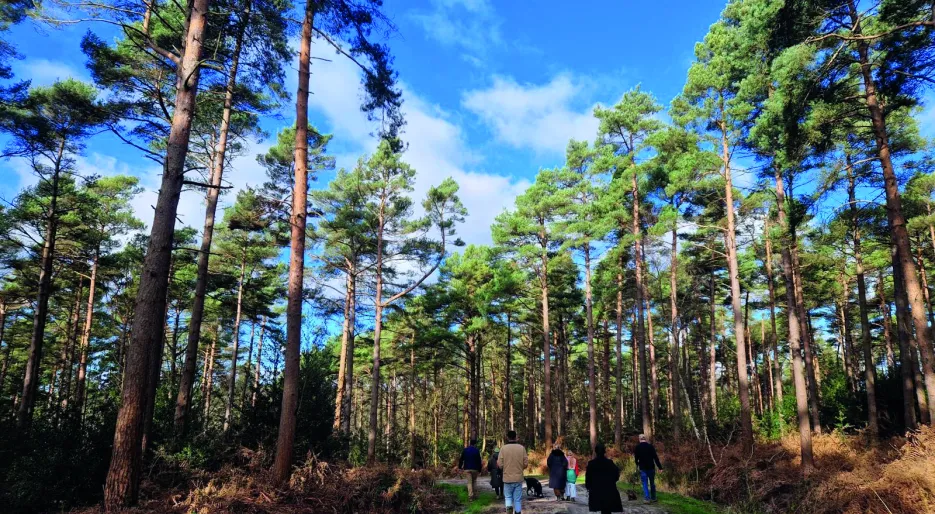 Hartley Acres Forestry 