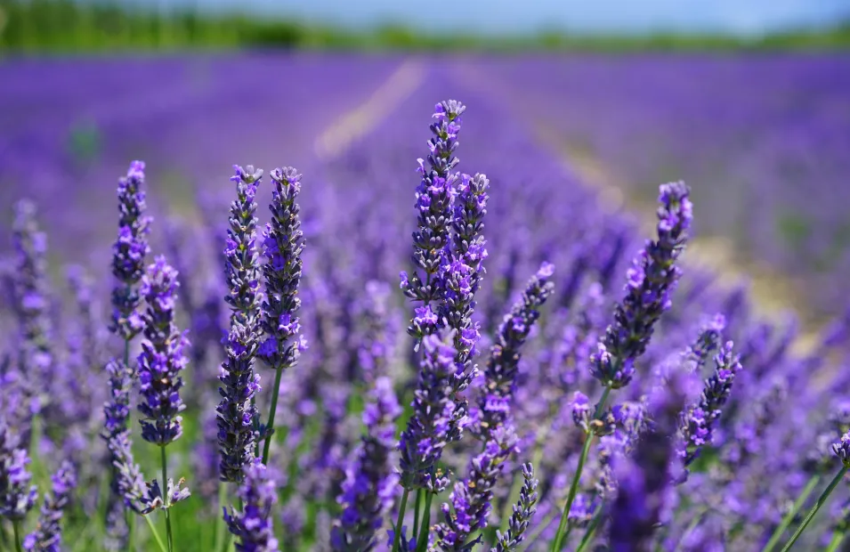 Finchingfield Lavender Farm