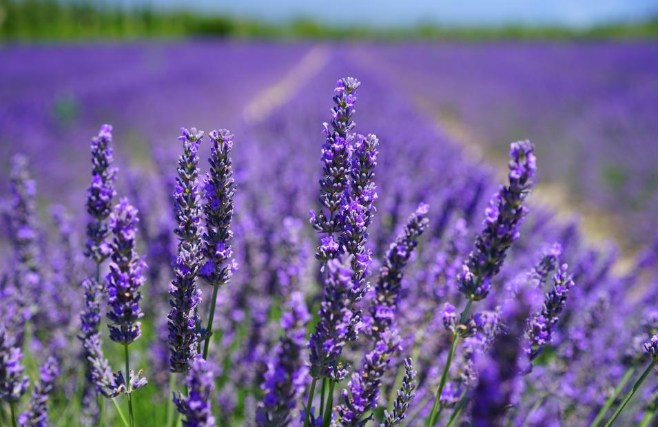 Finchingfield Lavender Farm