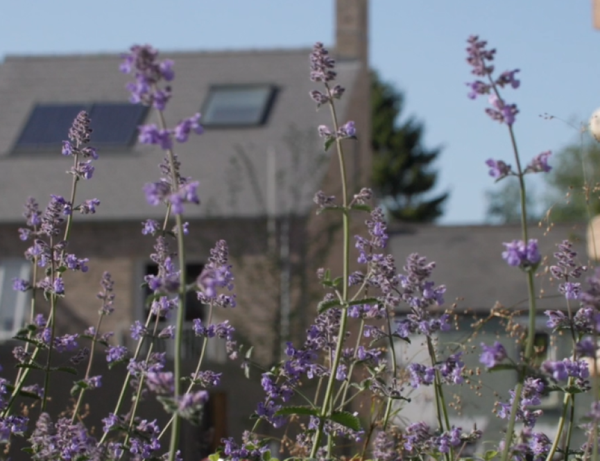 Mill Road flowers