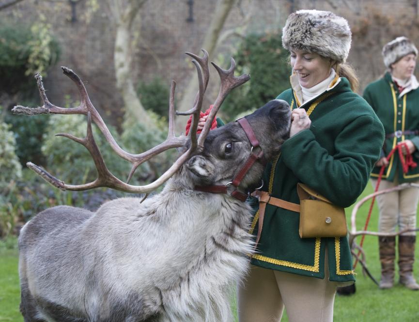 Reindeer