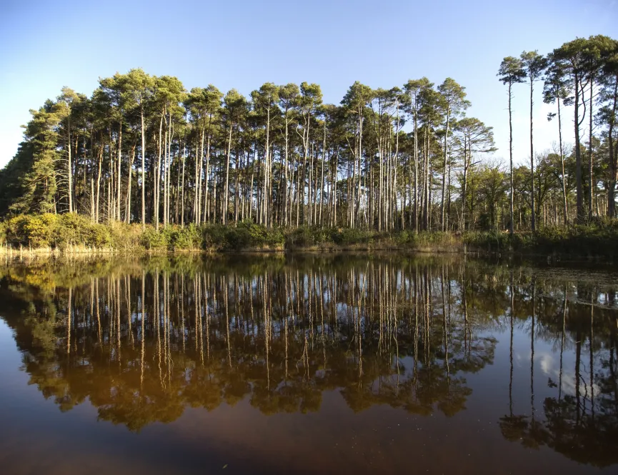 Wokingham Local Area