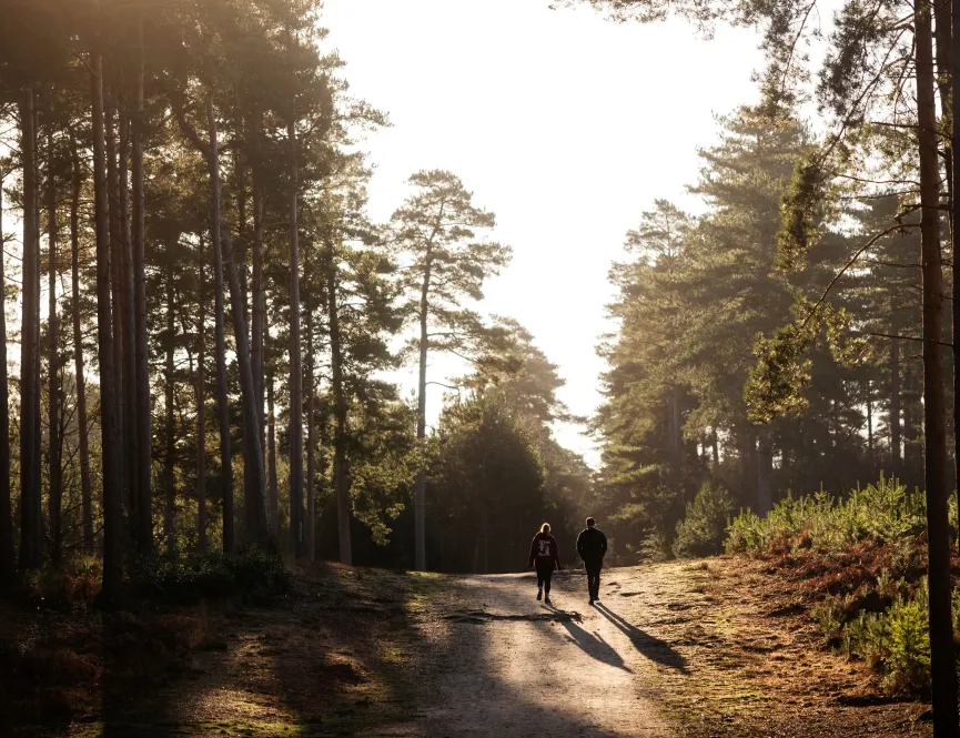 Swinley Forest 