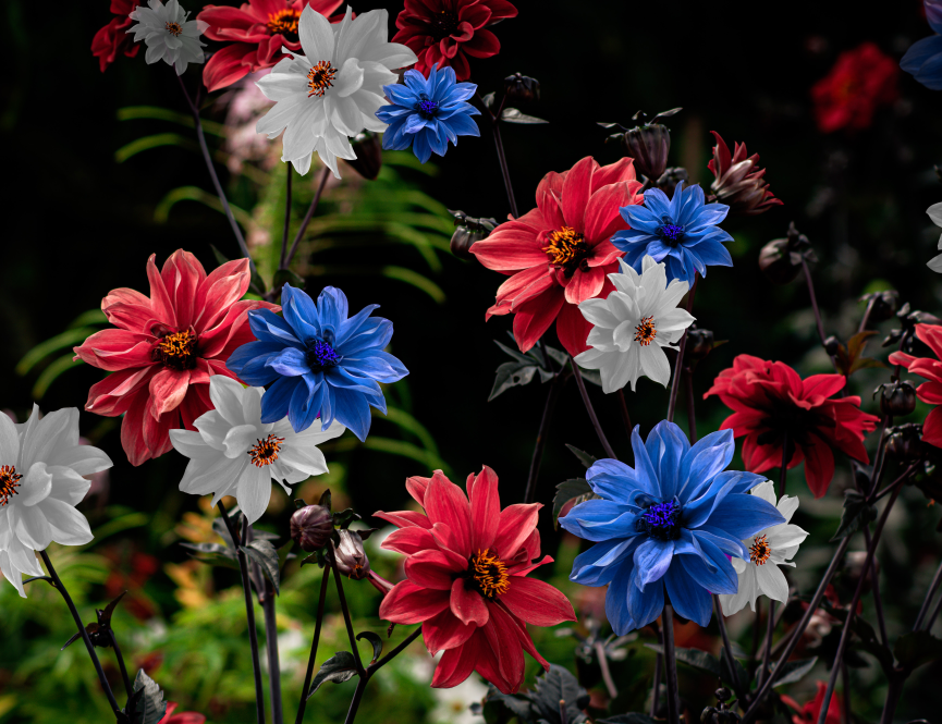 Red, white and blue flowers